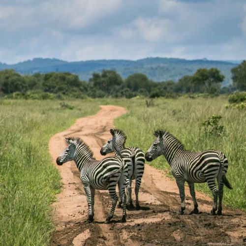 Safari groupé Karibuni