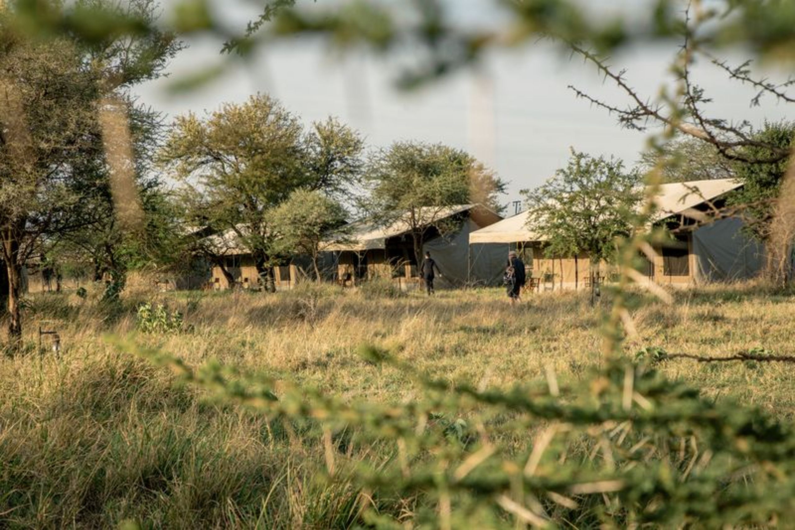 Serengeti Wildlands Mobile Camp Tente