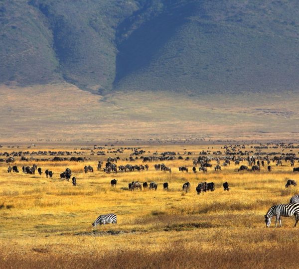 Animaux safari