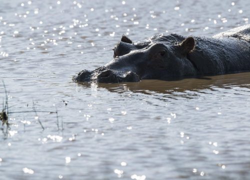 Quels animaux observer au lac Victoria ?