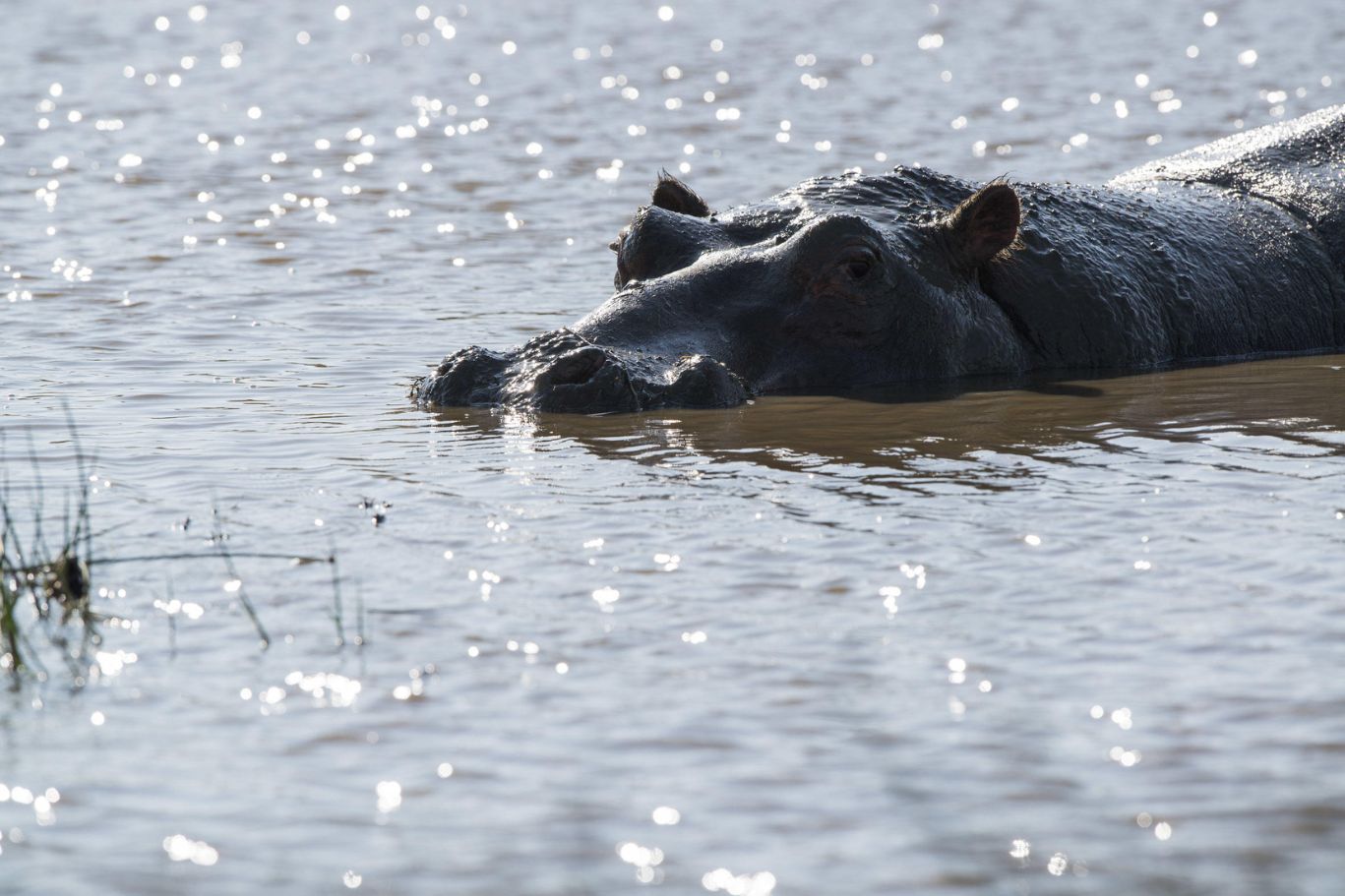 hippopotame KUBU KUBU TENTED LODGE TANZANIE