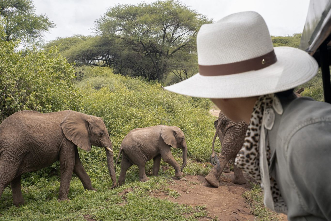 safari éléphant
