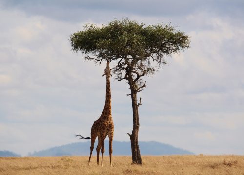 Découvrez la girafe : majestueux mammifère de la savane d’Afrique au long cou
