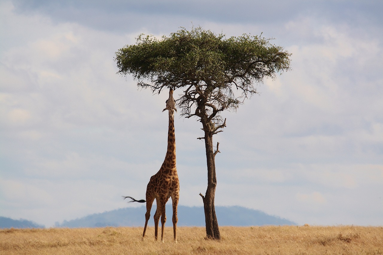 Girafe en Tanzanie