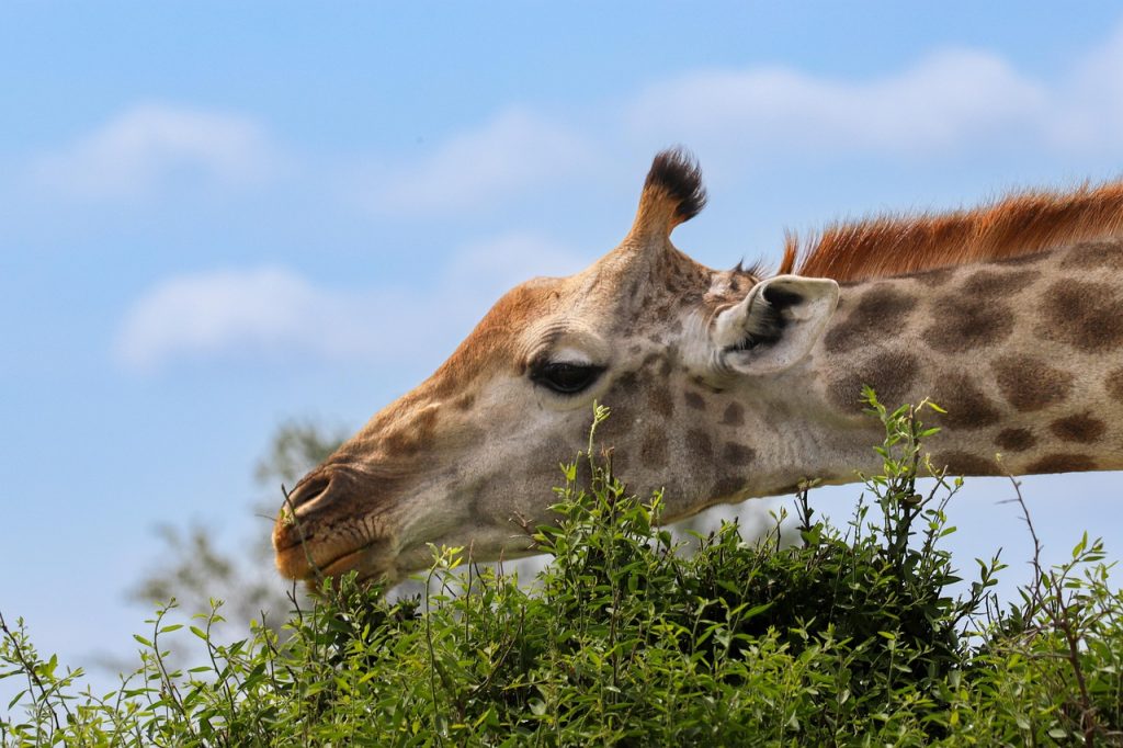 Girafe Afrique