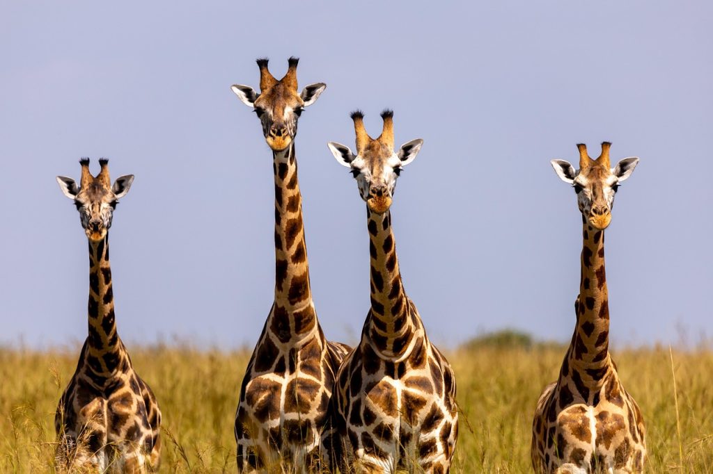 Famille de girafes