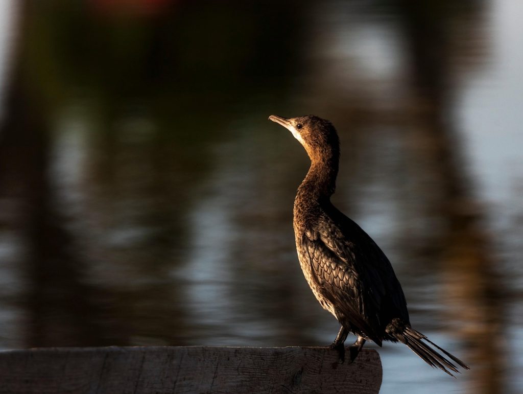 cormorant, nature, ornithologie