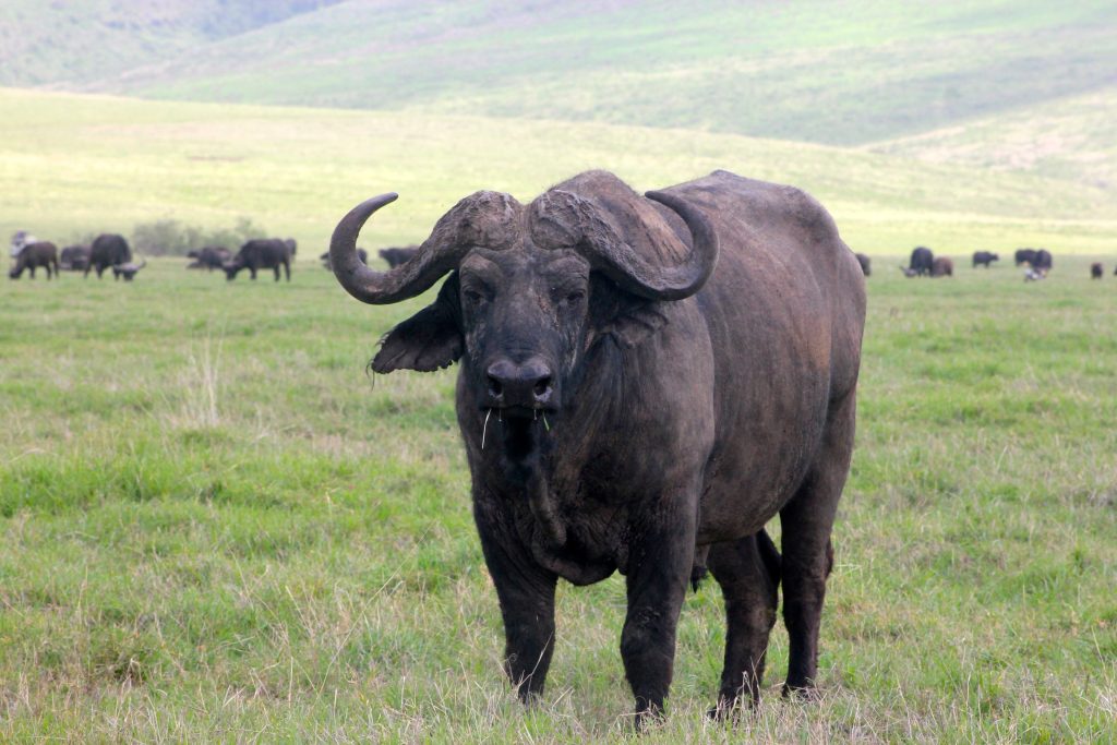 Le buffle du parc Serengeti
