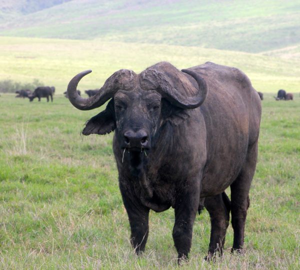 Le buffle du parc Serengeti