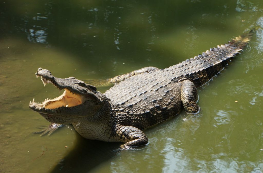 Crocodile au lac Victoria