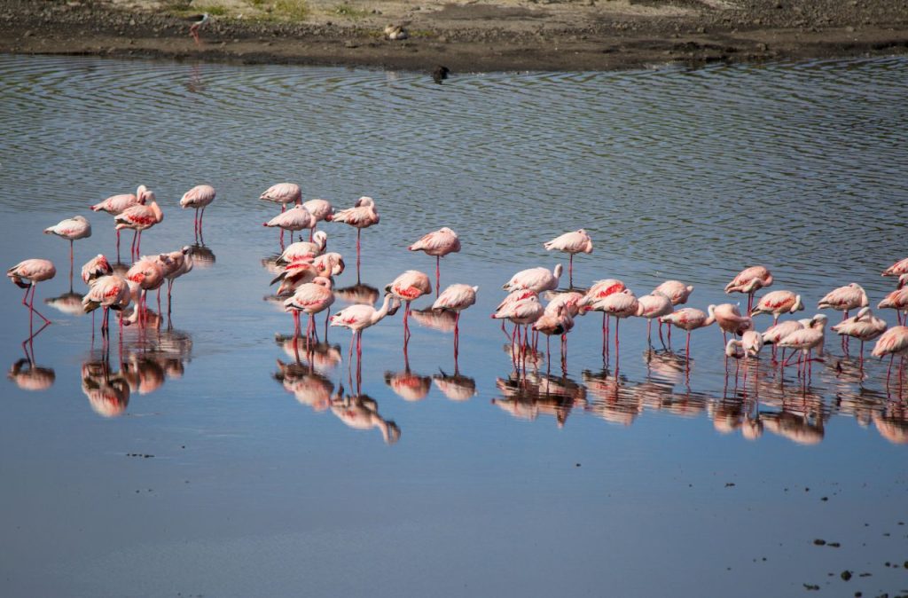 Flamants roses au lac Victoria