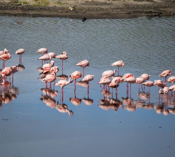 Flamants roses au lac Victoria