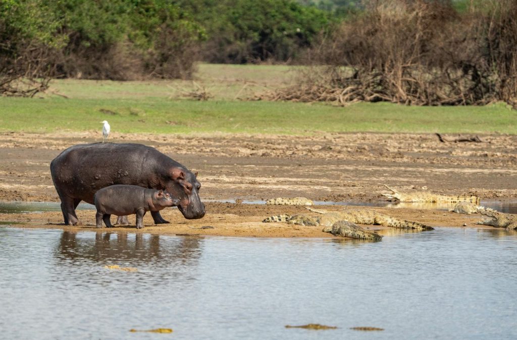 Hippopotame au lac Victoria