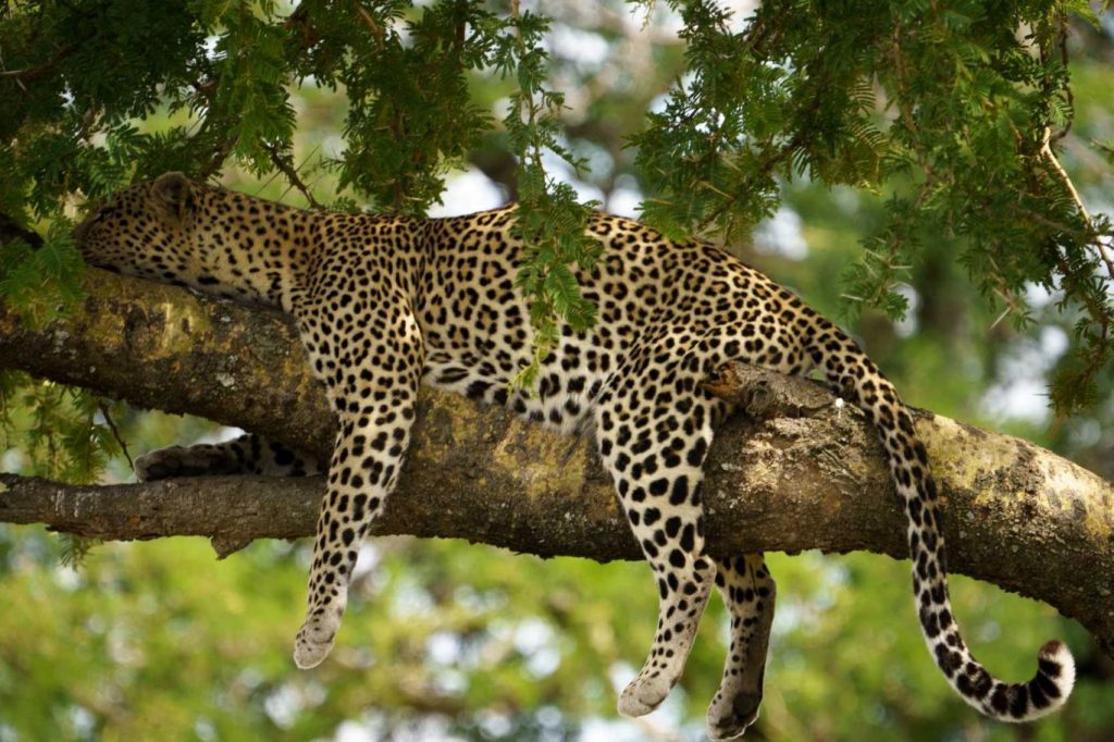 Léopard serengeti