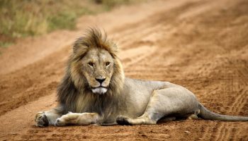 Safari groupé Esprit de Tanzanie