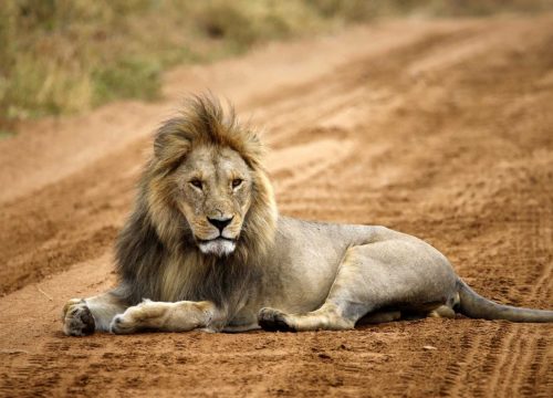 Safari groupé Esprit de Tanzanie