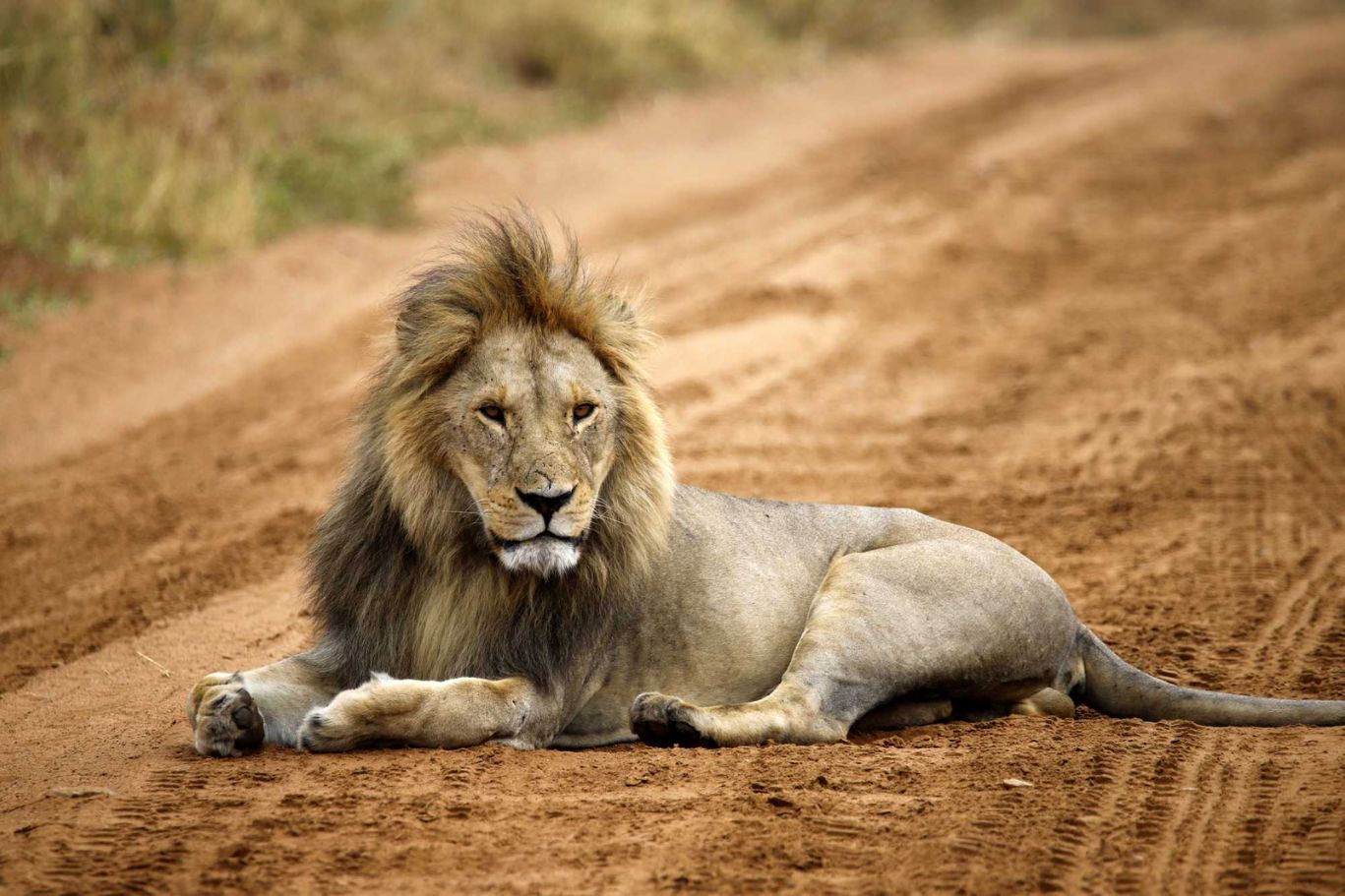 Lion Tanzanie