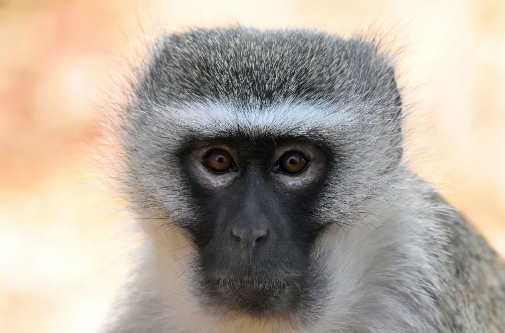 Singe Vervet