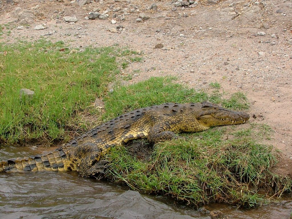 Crocodile du Serengeti