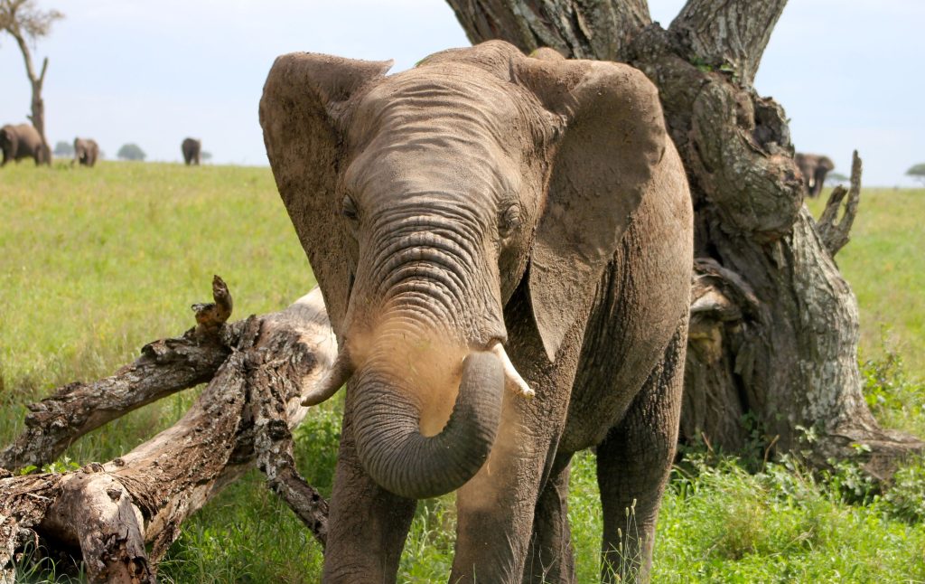 L'éléphant du parc Serengeti