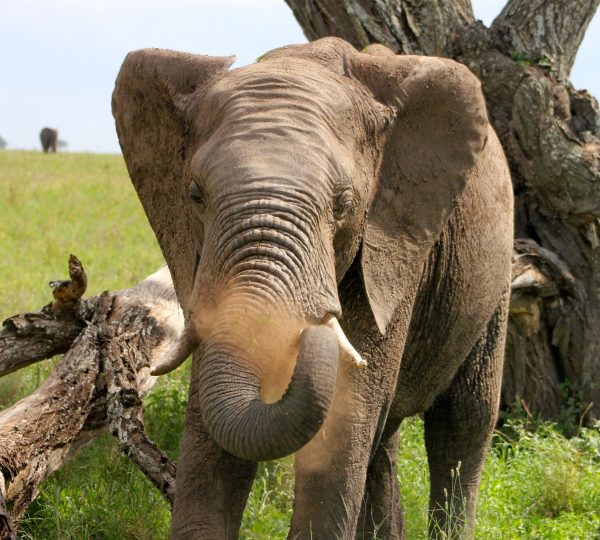 L'éléphant du parc Serengeti
