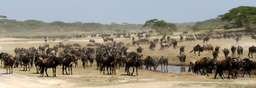 Migration Serengeti