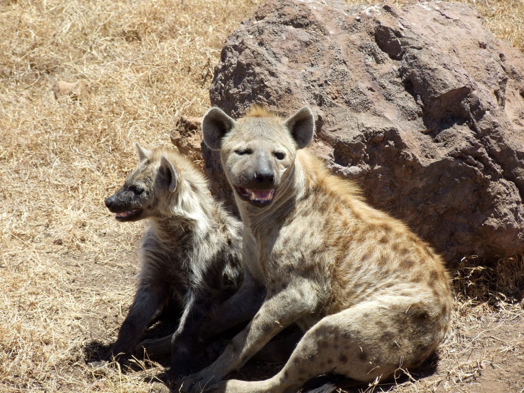 La hyène du parc Serengeti