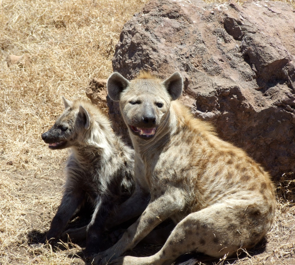 La hyène du parc Serengeti