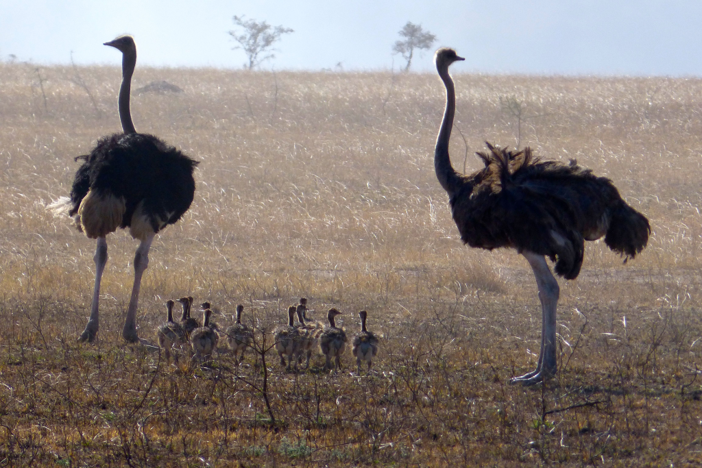 Autruche du parc Serengeti