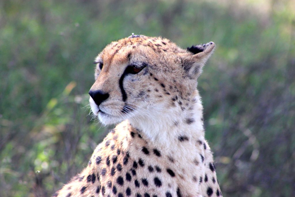 Le léopard du parc Serengeti