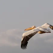 Les oiseaux en Tanzanie