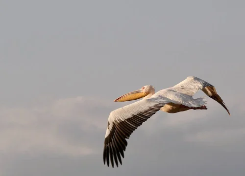 Oiseaux d’Afrique en Tanzanie