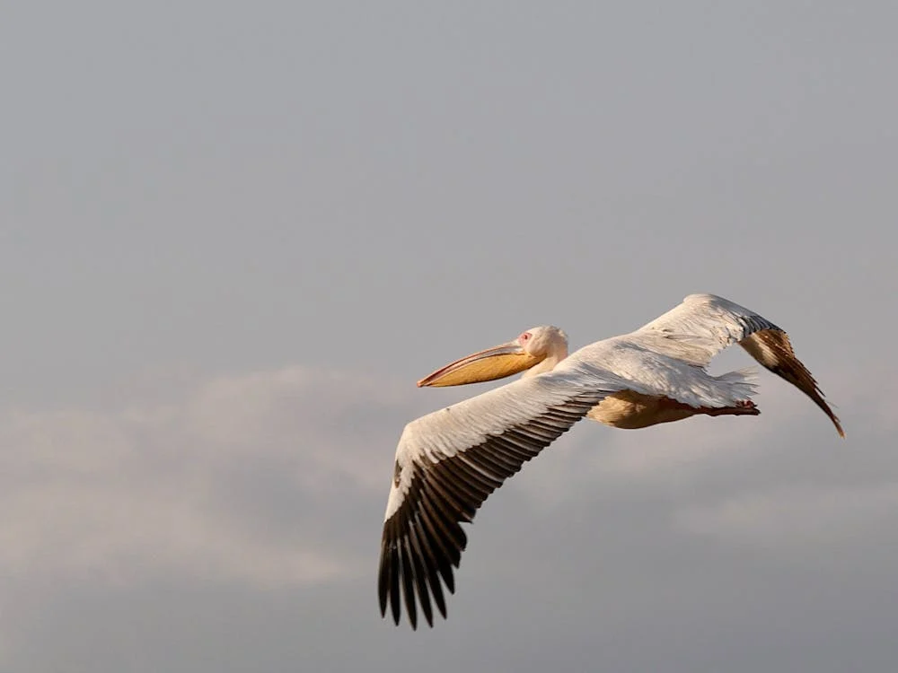 Les oiseaux en Tanzanie