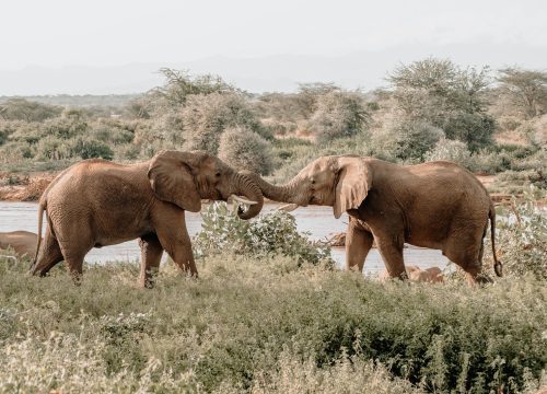 Safari Karibuni 5 jours