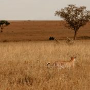 Quand aller en Tanzanie en voyage?