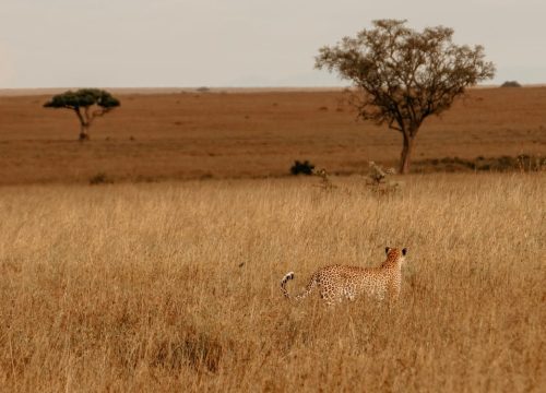 Quand partir en Tanzanie