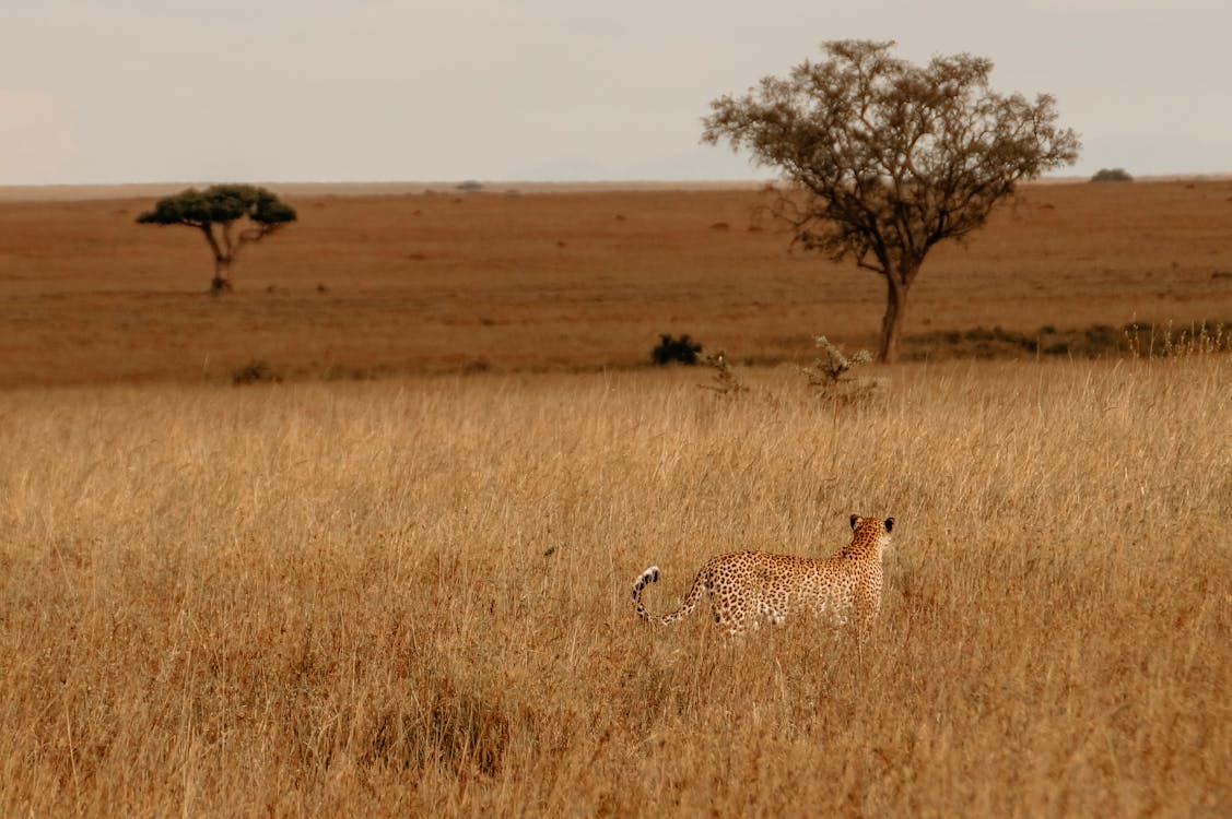 Quand aller en Tanzanie en voyage?