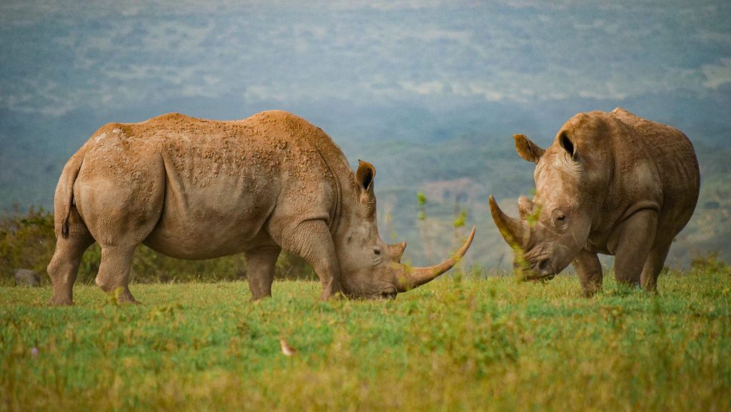 Le rhinocéros du parc Serengeti