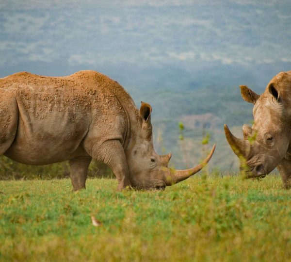 Le rhinocéros du parc Serengeti