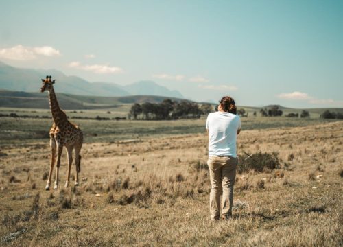 Safari photo Tanzanie