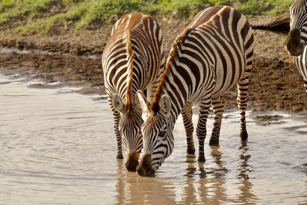Zèbres du Serengeti