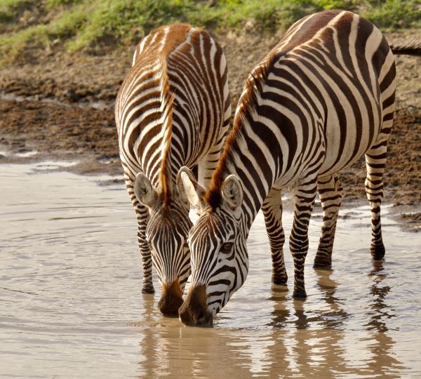 Zèbres du Serengeti