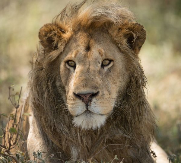 Lion de Ndutu