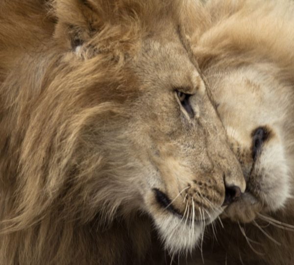 Lune de miel Serengeti safari lion