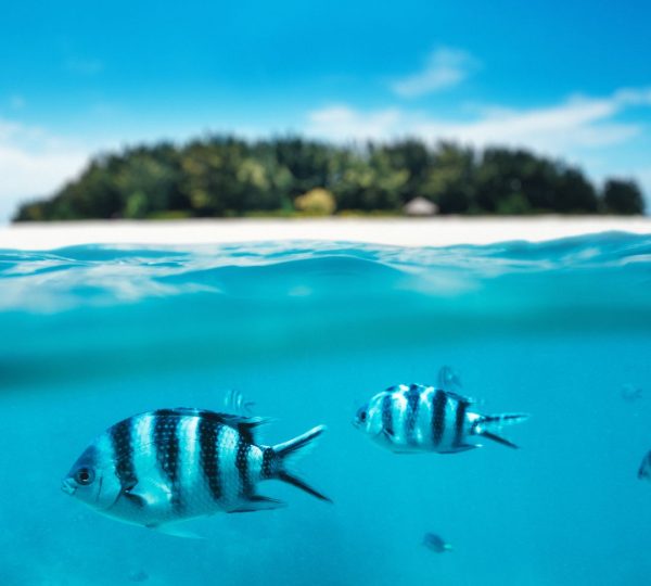 Snorkeling Zanzibar en Famille