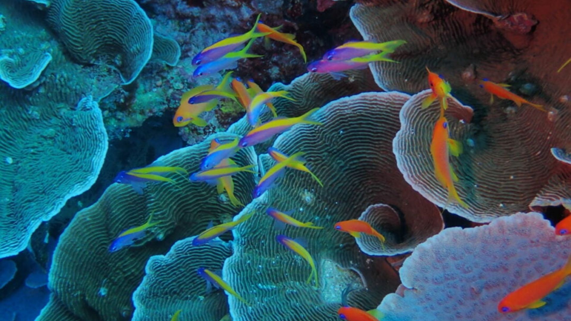 Snorkeling Zanzibar