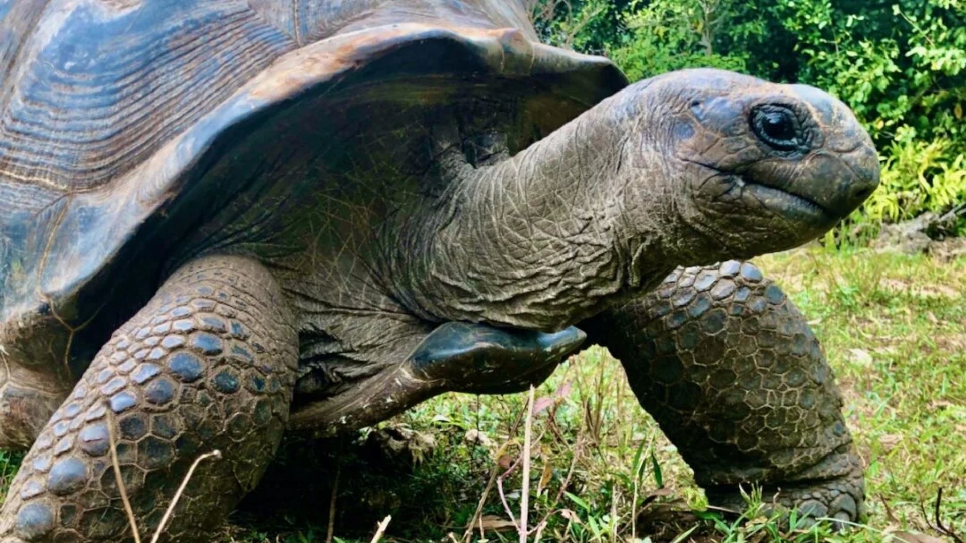 Tortue Zanzibar