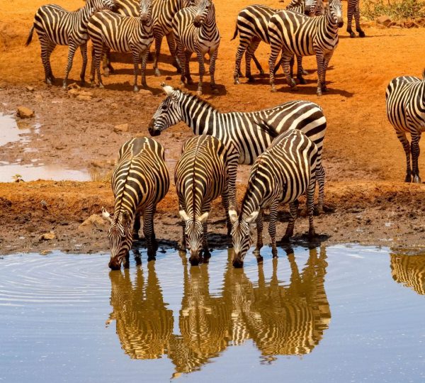 Zèbres safari famille Tanzanie