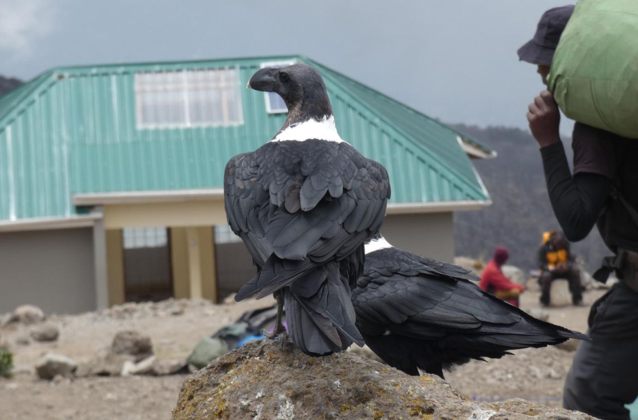 barranco randonnée Kilimandjaro Tanzanie
