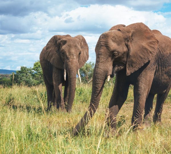 éléphants Tarangire